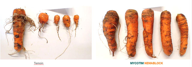 Mycotim Nemablock label 10