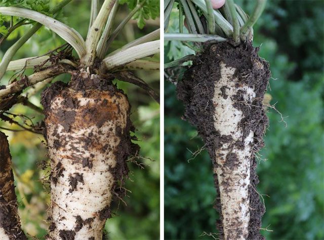 Mycotim Nemablock label 13