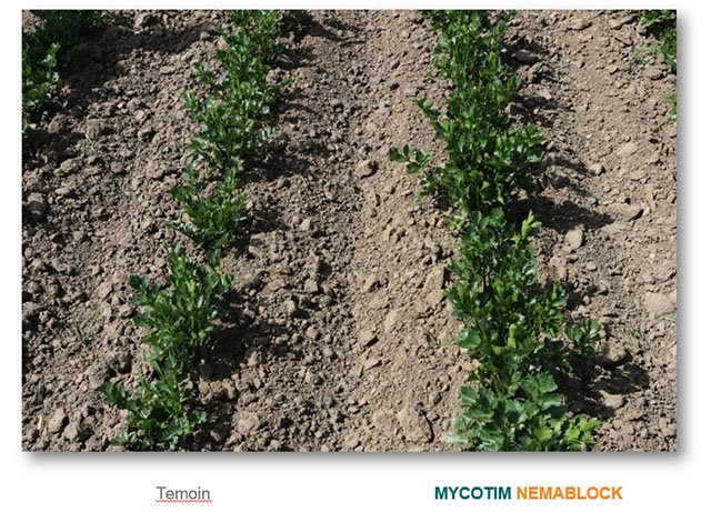 Mycotim Nemablock label 14