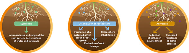 Mycotim Nemablock label 3